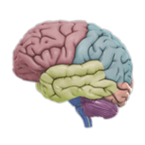 3D-Brain.png