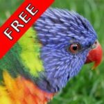Bird Songs – Hangi Kuş Nasıl Ötüyor Android Uygulaması APK İndir